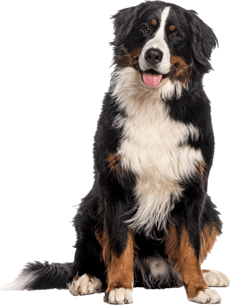 Emergency Animal Hospital In Meredith